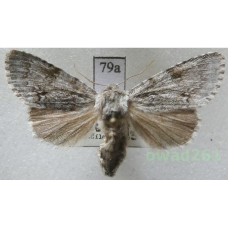 Acronicta menyanthidis (Esper, 1789) Czech79a